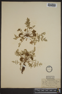 Cymopterus glomeratus image