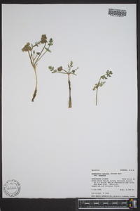 Cymopterus acaulis image