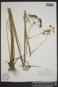 Oxypolis filiformis image