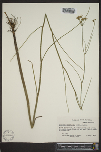 Oxypolis filiformis image