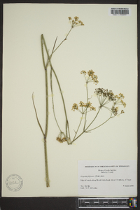 Oxypolis filiformis image