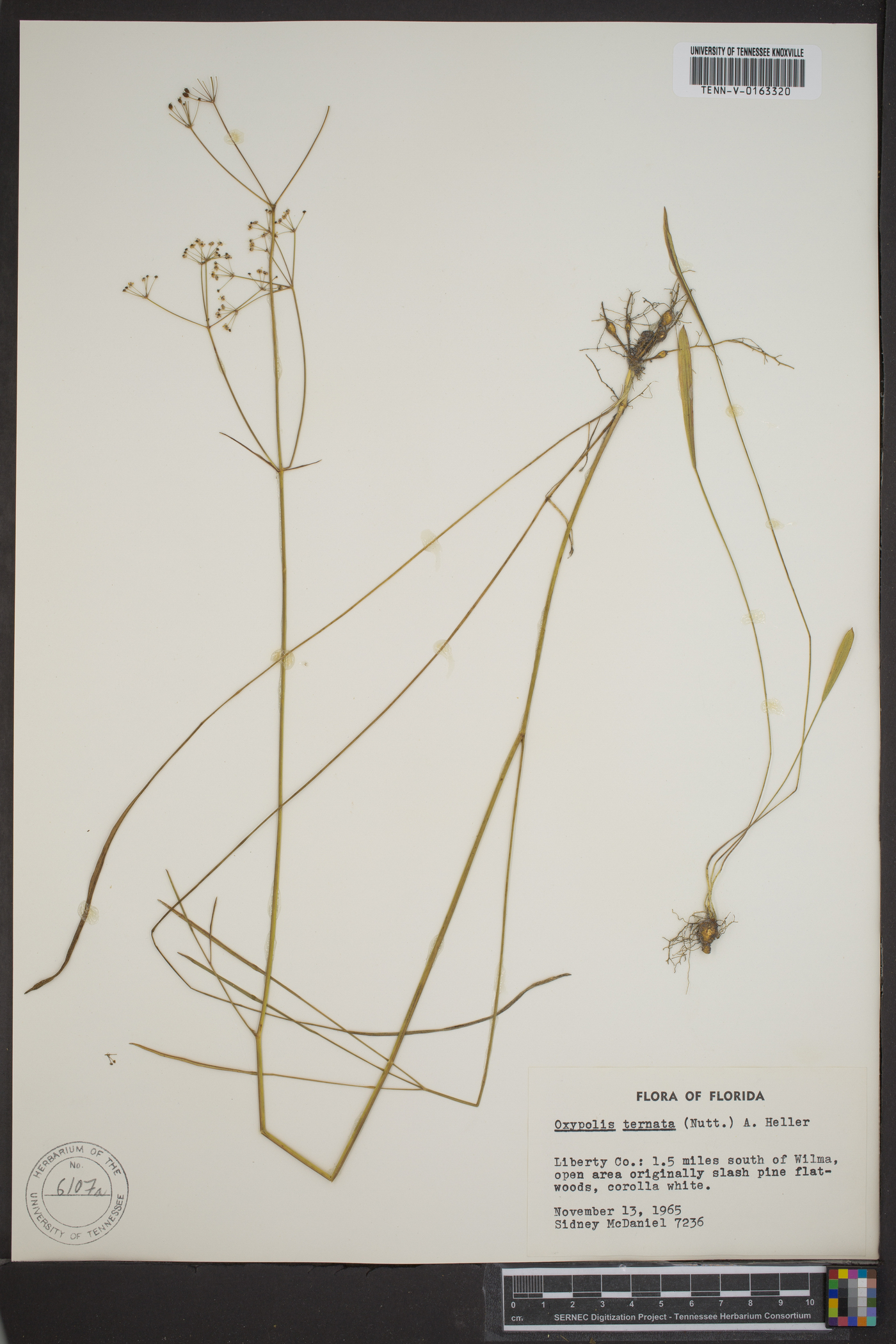 Oxypolis ternata image