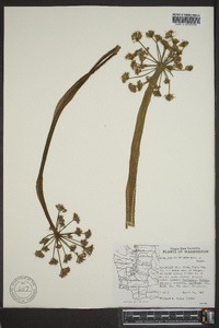 Lomatium columbianum image