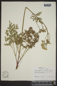 Lomatium dissectum image