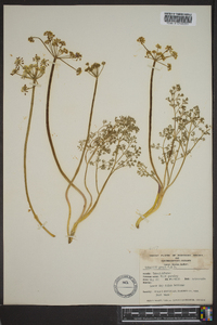 Lomatium grayi image