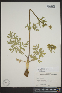 Lomatium nuttallii image