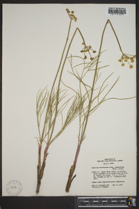 Lomatium simplex image