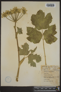 Heracleum maximum image