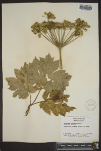 Heracleum maximum image