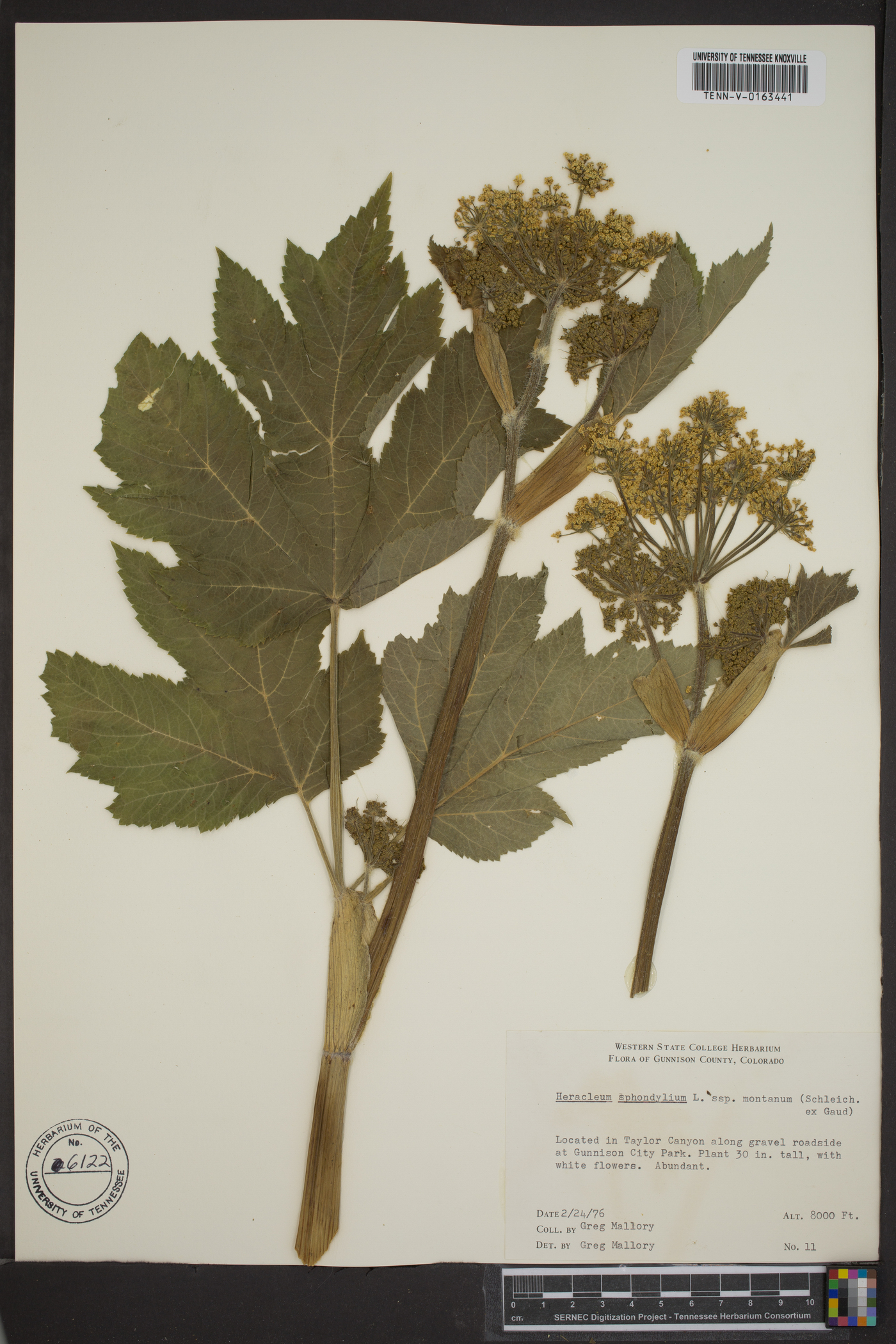 Heracleum sphondylium image