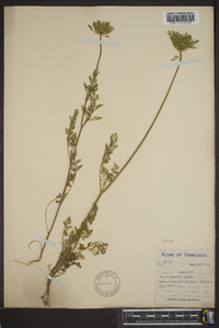 Daucus pusillus image