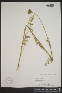 Daucus pusillus image