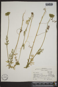 Daucus pusillus image