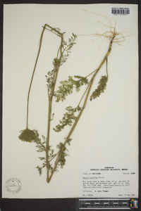 Daucus pusillus image