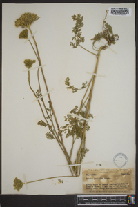 Daucus pusillus image