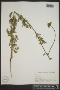 Daucus pusillus image