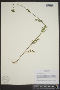 Daucus pusillus image