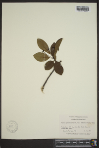 Nyssa sylvatica var. biflora image