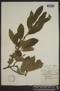 Nyssa sylvatica var. biflora image