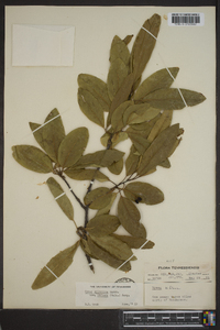 Nyssa sylvatica var. biflora image