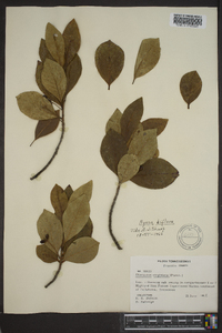 Nyssa sylvatica var. biflora image