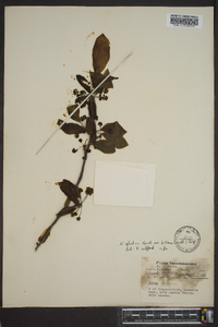 Nyssa sylvatica var. biflora image