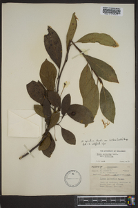 Nyssa sylvatica var. biflora image