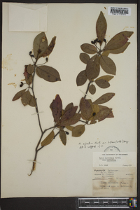 Nyssa sylvatica var. biflora image