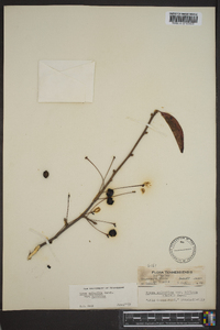 Nyssa sylvatica var. biflora image