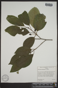 Nyssa sylvatica var. sylvatica image