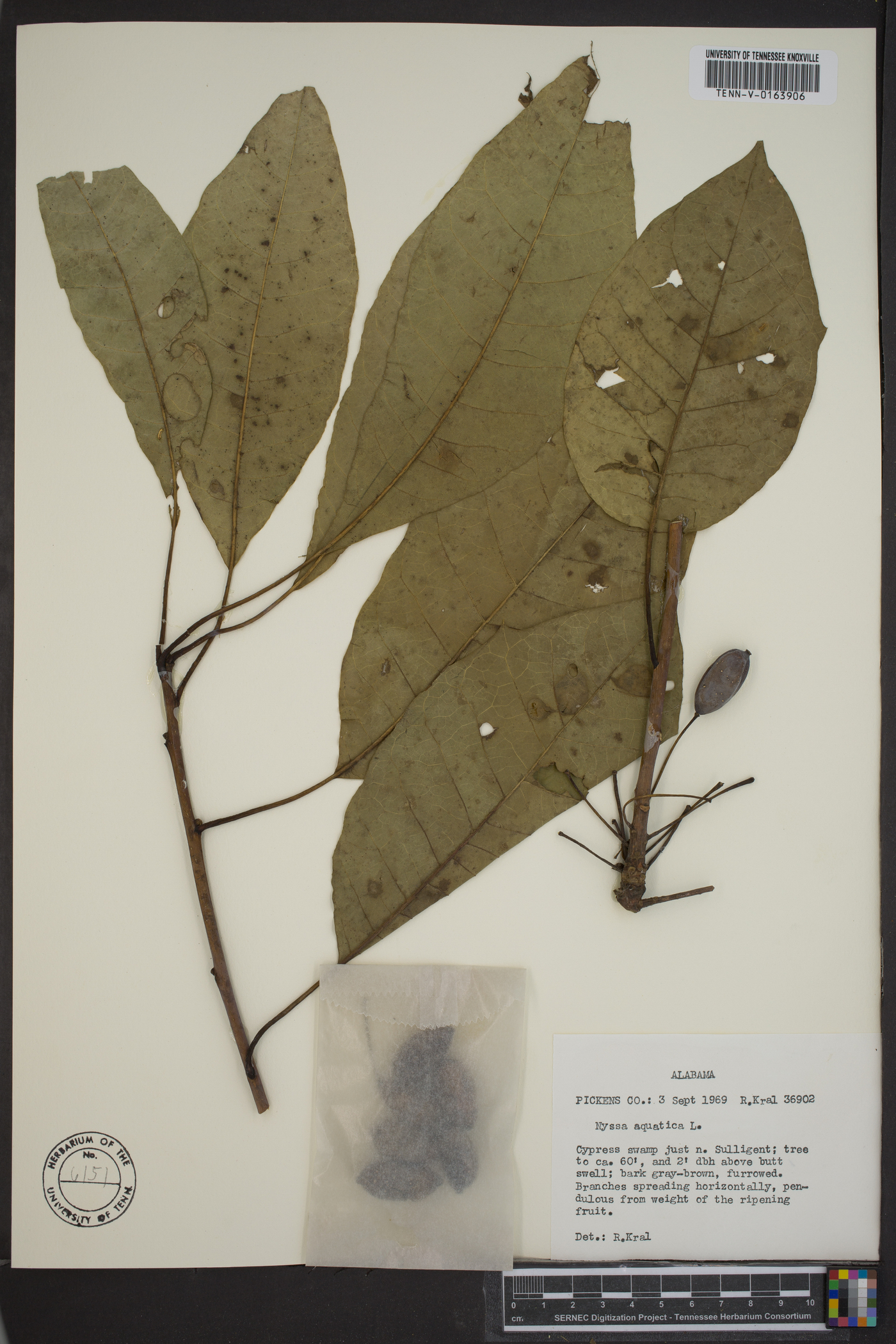 Nyssa aquatica image