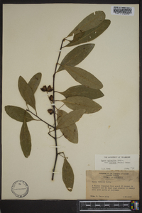 Nyssa sylvatica var. biflora image