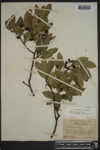 Nyssa sylvatica var. biflora image