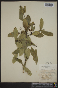 Nyssa sylvatica var. biflora image