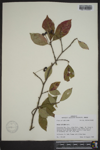 Nyssa sylvatica var. biflora image