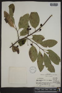 Nyssa sylvatica var. biflora image