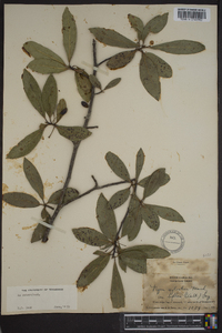 Nyssa sylvatica var. biflora image