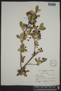 Nyssa sylvatica var. biflora image