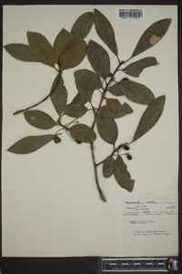 Nyssa sylvatica var. biflora image