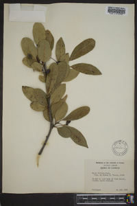 Nyssa sylvatica var. biflora image