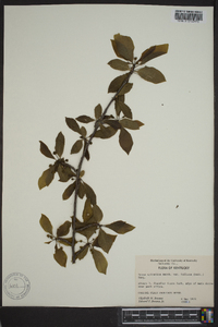 Nyssa sylvatica var. biflora image