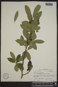 Nyssa sylvatica var. biflora image