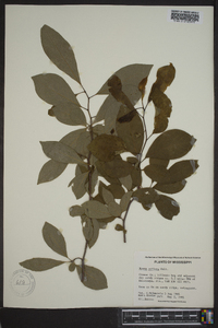 Nyssa sylvatica var. biflora image