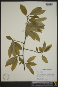 Nyssa sylvatica var. biflora image