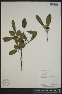 Nyssa sylvatica var. biflora image