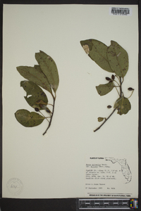 Nyssa sylvatica var. biflora image