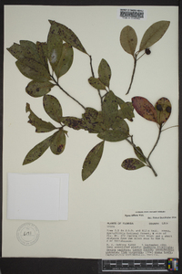 Nyssa sylvatica var. biflora image