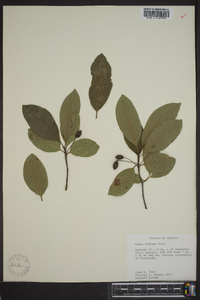 Nyssa sylvatica var. biflora image