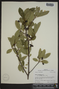 Nyssa sylvatica var. biflora image