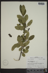 Nyssa sylvatica var. biflora image